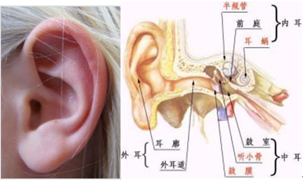 鼓膜穿孔是否構(gòu)成輕傷？